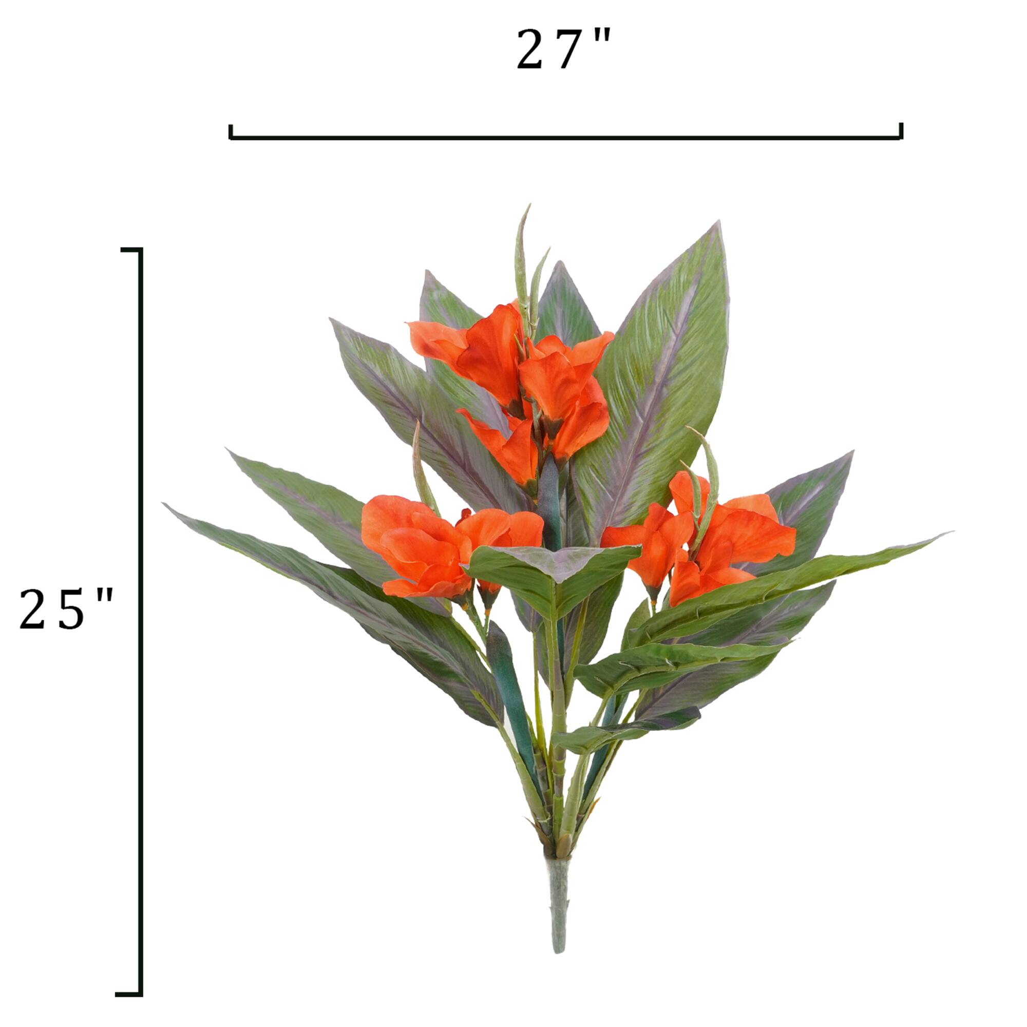 25" Canna Bush by Ashland